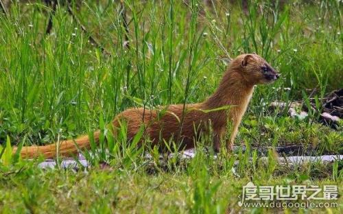 黄鼠狼为什么不怕蛇