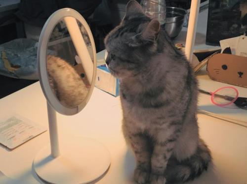 小猫爱照镜子好吗