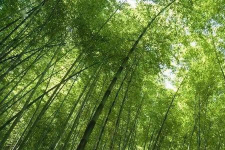 树梢修竹的意思