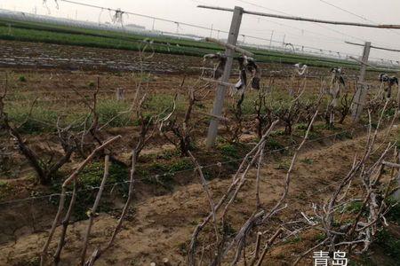 北方篱架新载葡萄怎么修剪