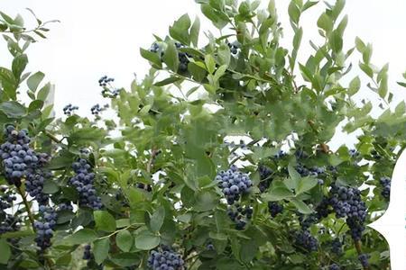 广东蓝莓8月修剪方法