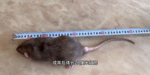 耗子的寿命