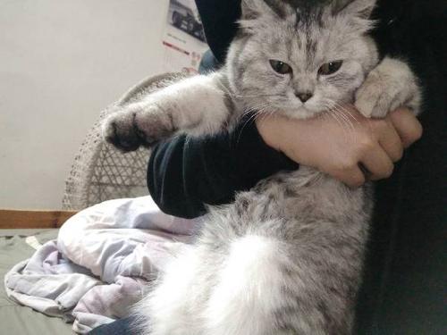 方师傅是什么品种猫