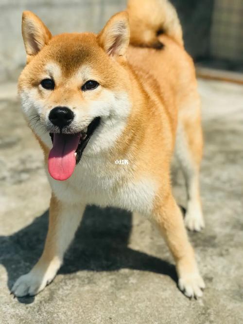 女生说你真柴是什么意思