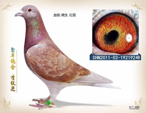 红狐2号是谁