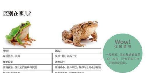青蛙和蟾蜍的进化过程