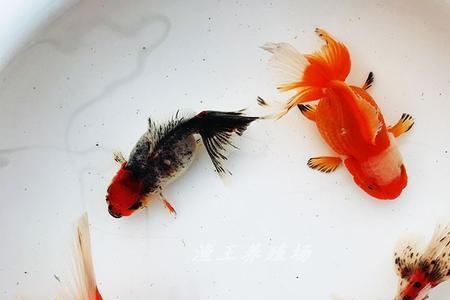 宽尾泰狮和百褶泰狮的区别