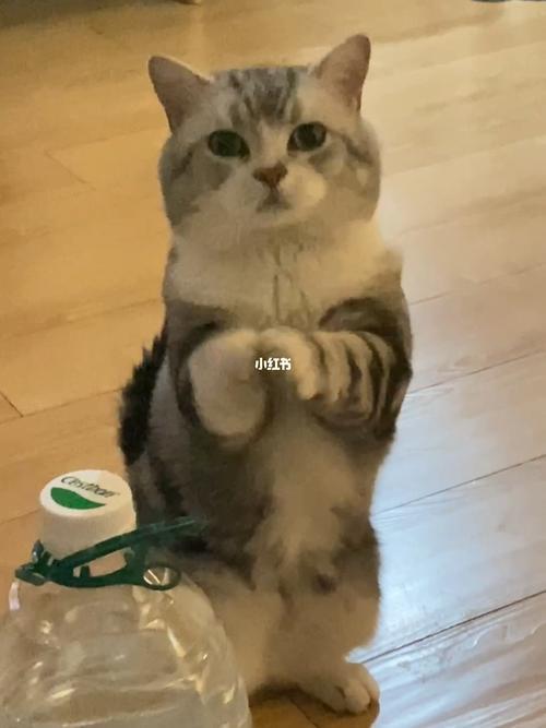 猫为什么会拜拜