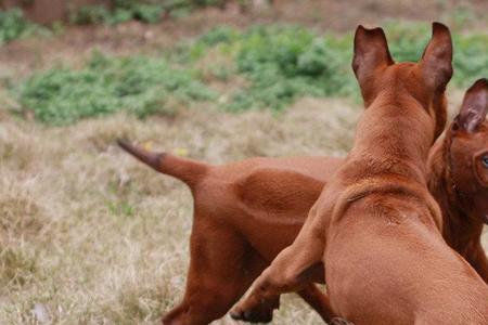 泰国脊背犬是禁养犬吗