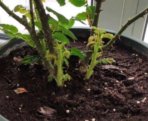 插枝植物一般多久可判断成活