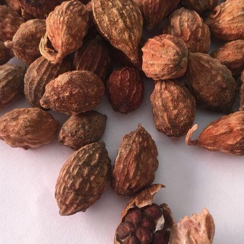 干砂仁去皮方法