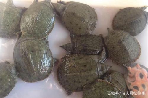 温室甲鱼池水发缘怎么处理