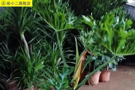 龙鳞春羽一年长多高