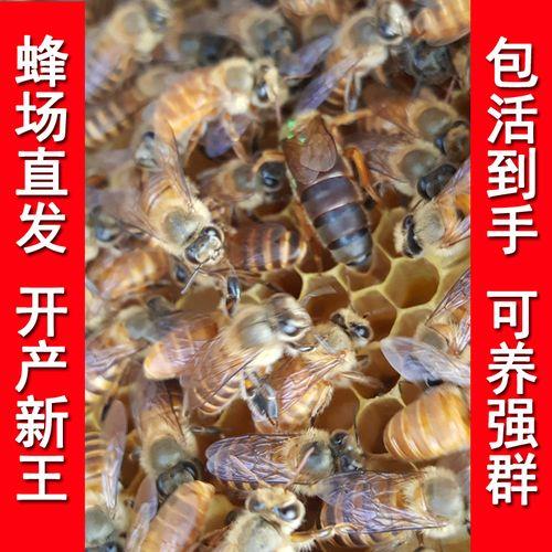 新蜂王产花子什么原因