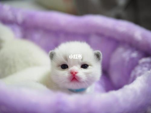 荔枝是猫的品种吗