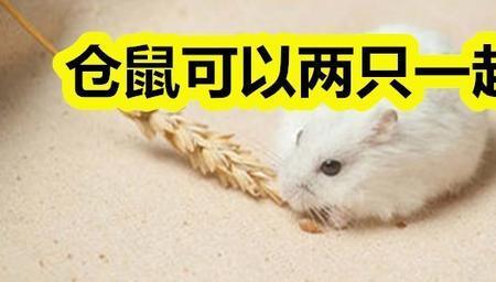 两只母仓鼠为什么一只压另一只