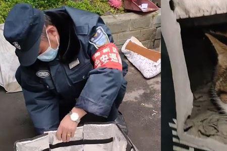 流浪猫总是爬到电瓶车怎么驱赶