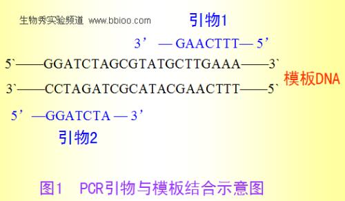 pcr引物产物长度控制在多长合适