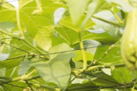 如何种植佛手瓜的根茎才产量高
