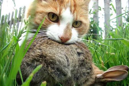 野猫带小猫进家好不好
