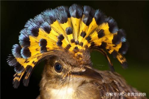 还有哪些是神奇动物