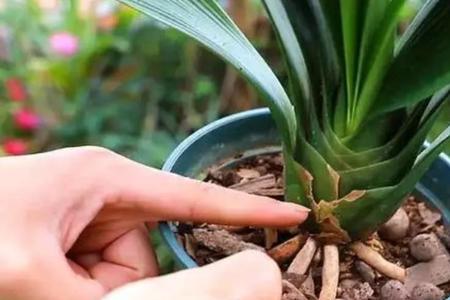 芝麻渣浇花的正确方法