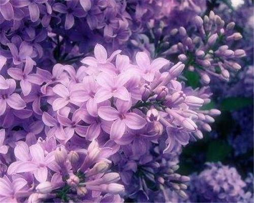 丁香花原唱是谁