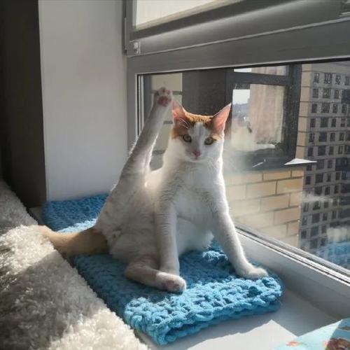 小猫总是扑向我的腿