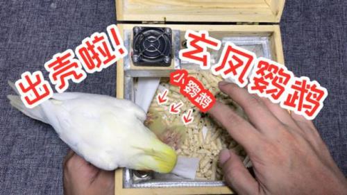 怎么样让玄凤鹦鹉快点生蛋