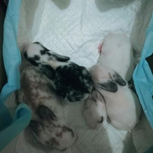 怎么看能知道母兔有没有奶