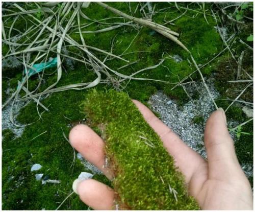 烧过的水可以浇苔藓吗