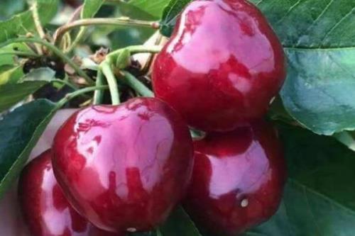俄罗斯8号樱桃优点与缺点