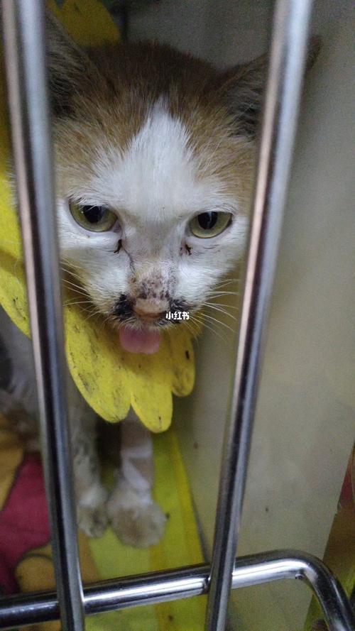 拔全口牙的猫还能做流浪猫吗