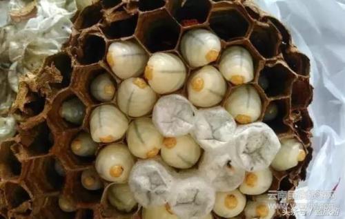 竹蜂怎么杀最快