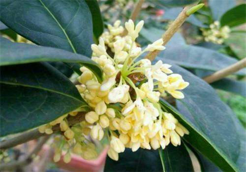 河北适合种植什么品种的桂花