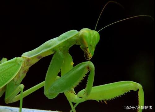 母螳螂叫什么