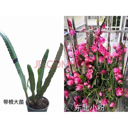 昙花土能栽令箭吗