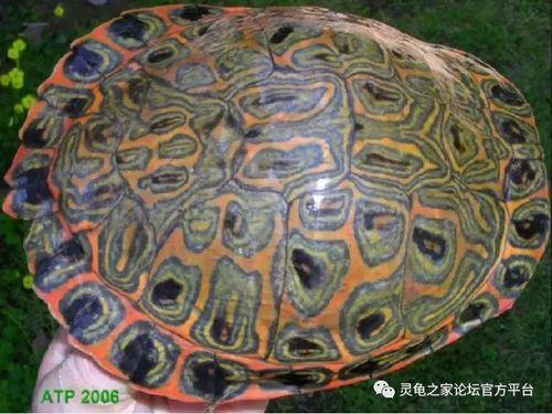 乌龟背上的花纹为什么不同