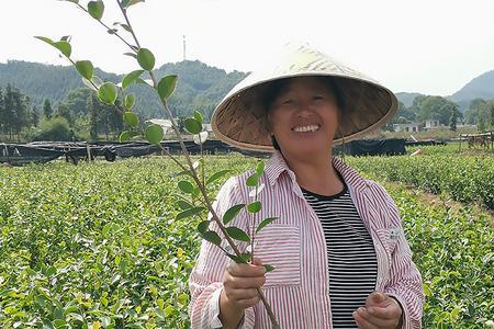 茶叶种子哪里买最便宜