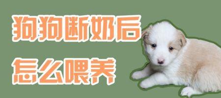 25天狗狗可以断奶吗