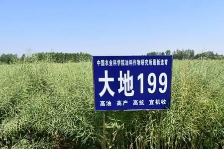 油菜沣油737号有什么特性