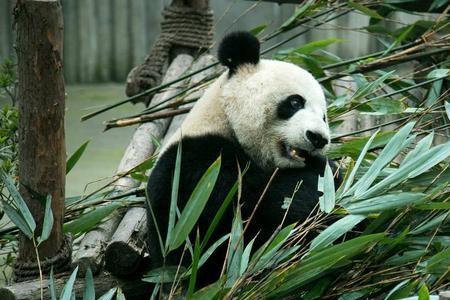 熊猫一天吃多少竹子