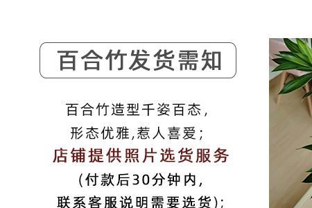 龙血树和百合竹哪个好养
