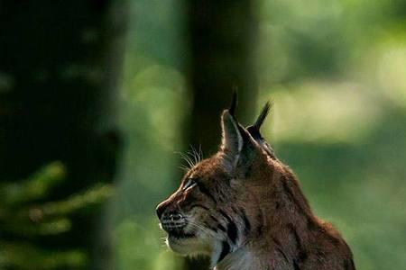 山狸子和猞猁区别
