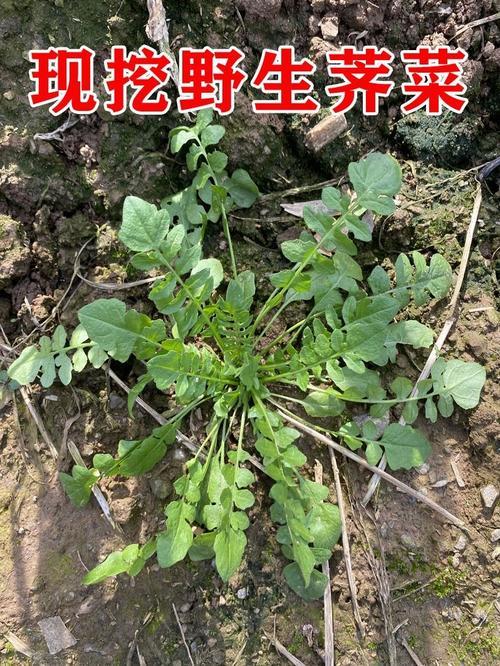 五月野菜有哪些