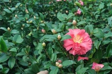 茶梅夏季怎么修剪