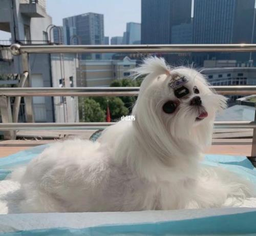 马尔济斯不陪它会怎样
