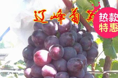 为啥叫辽峰葡萄