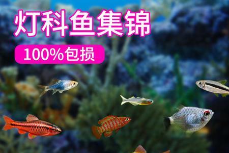 红绿灯幼鱼多久长大