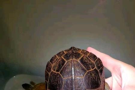 黄喉水龟吃什么